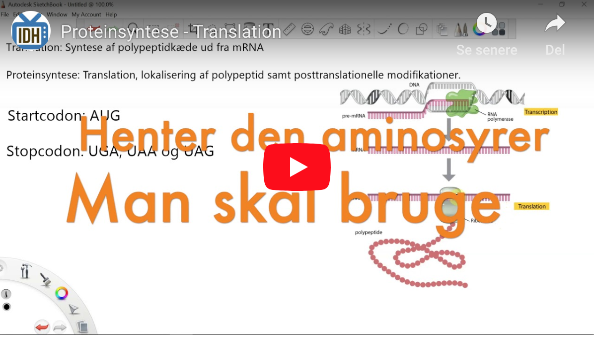 You are currently viewing Proteinsyntese – Translation